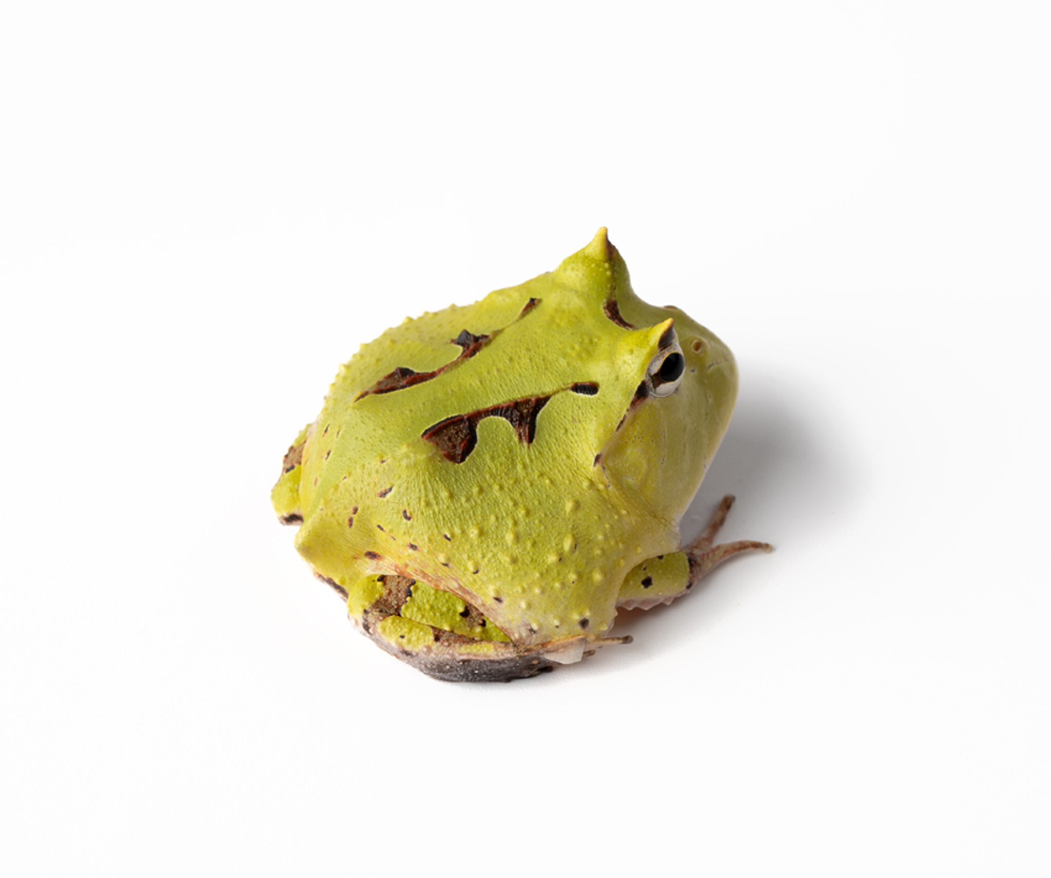 Red/Green Surinam Pacman Frog